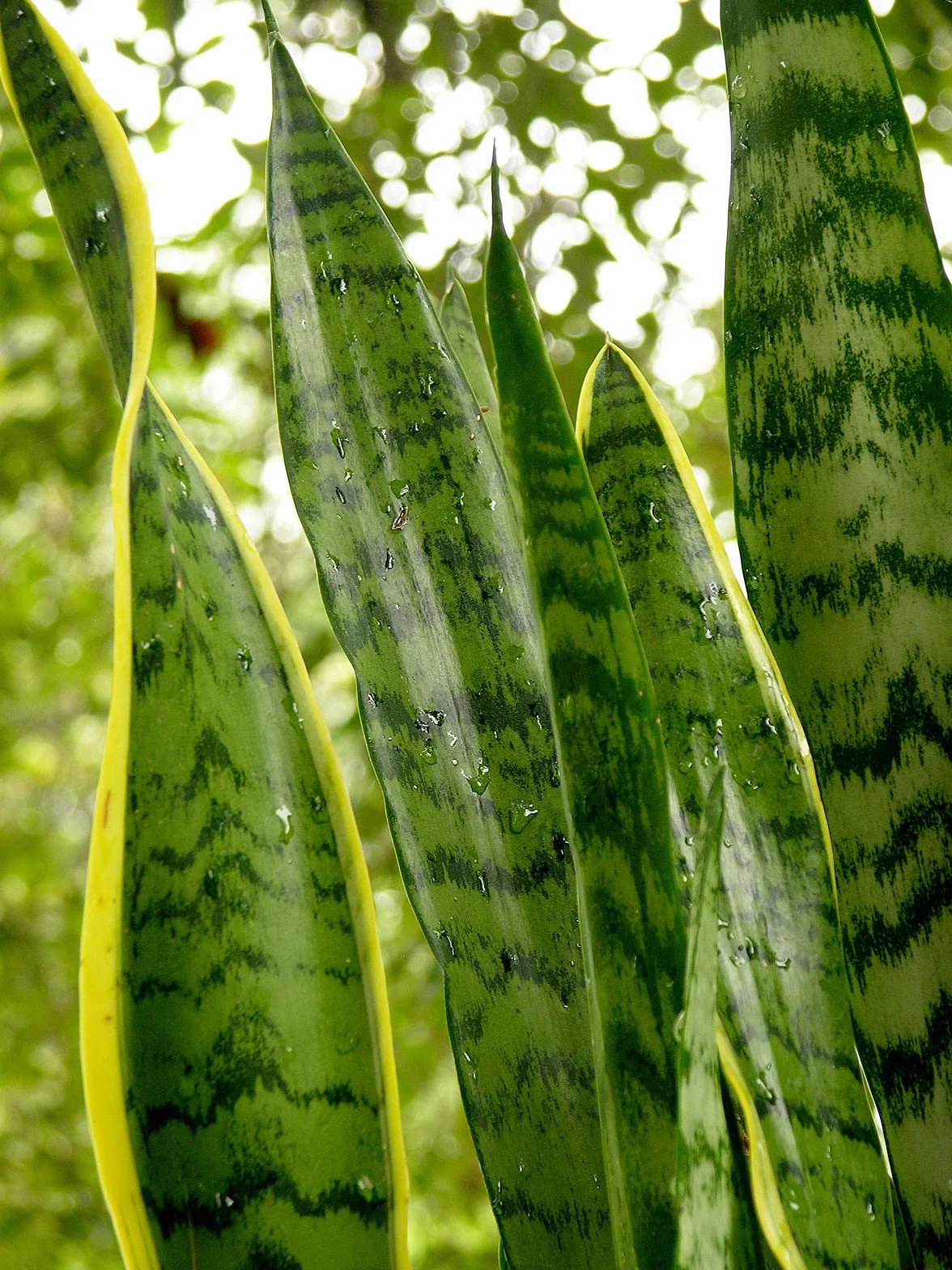 Sansevieria Planta natural interior maceta Ø17cm 50cm