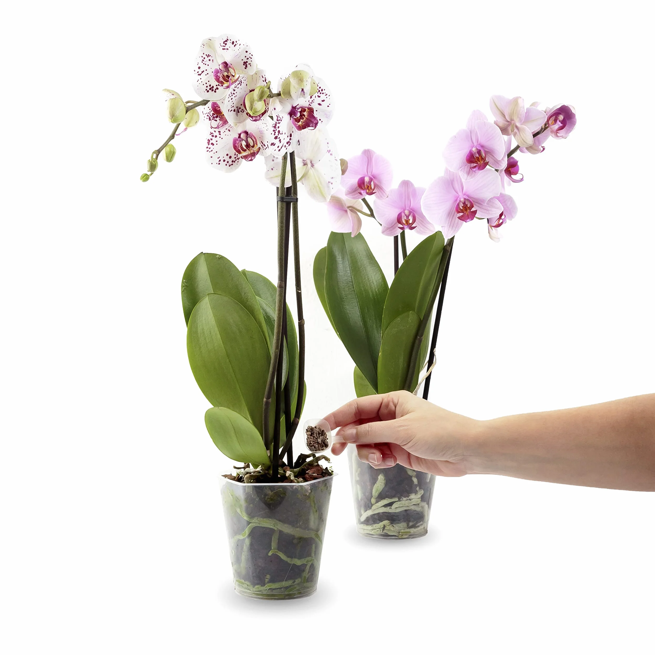 Fertilizante Natural para Orquídeas, Liberación Lenta, 150g