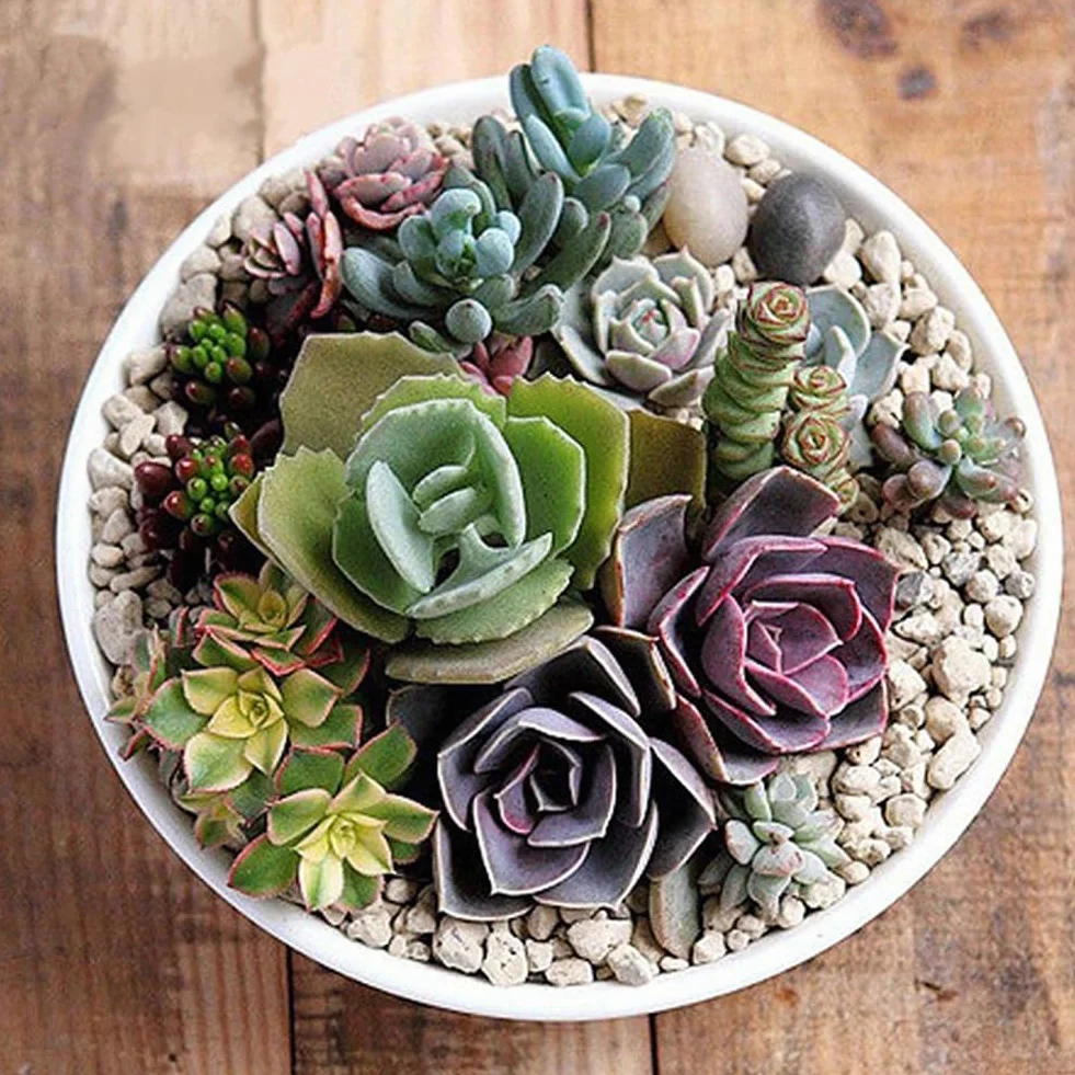 Planta RARA Mixta Lithops Semillas Suculentas 100 Unids Jardín Exótico Decoración