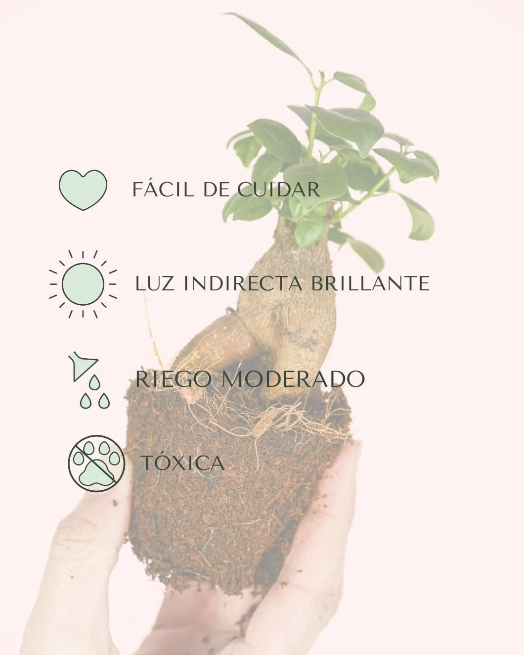 Ficus Microcarpa Mini Bonsái Natural Planta Tropical Maceta Ø6 cm