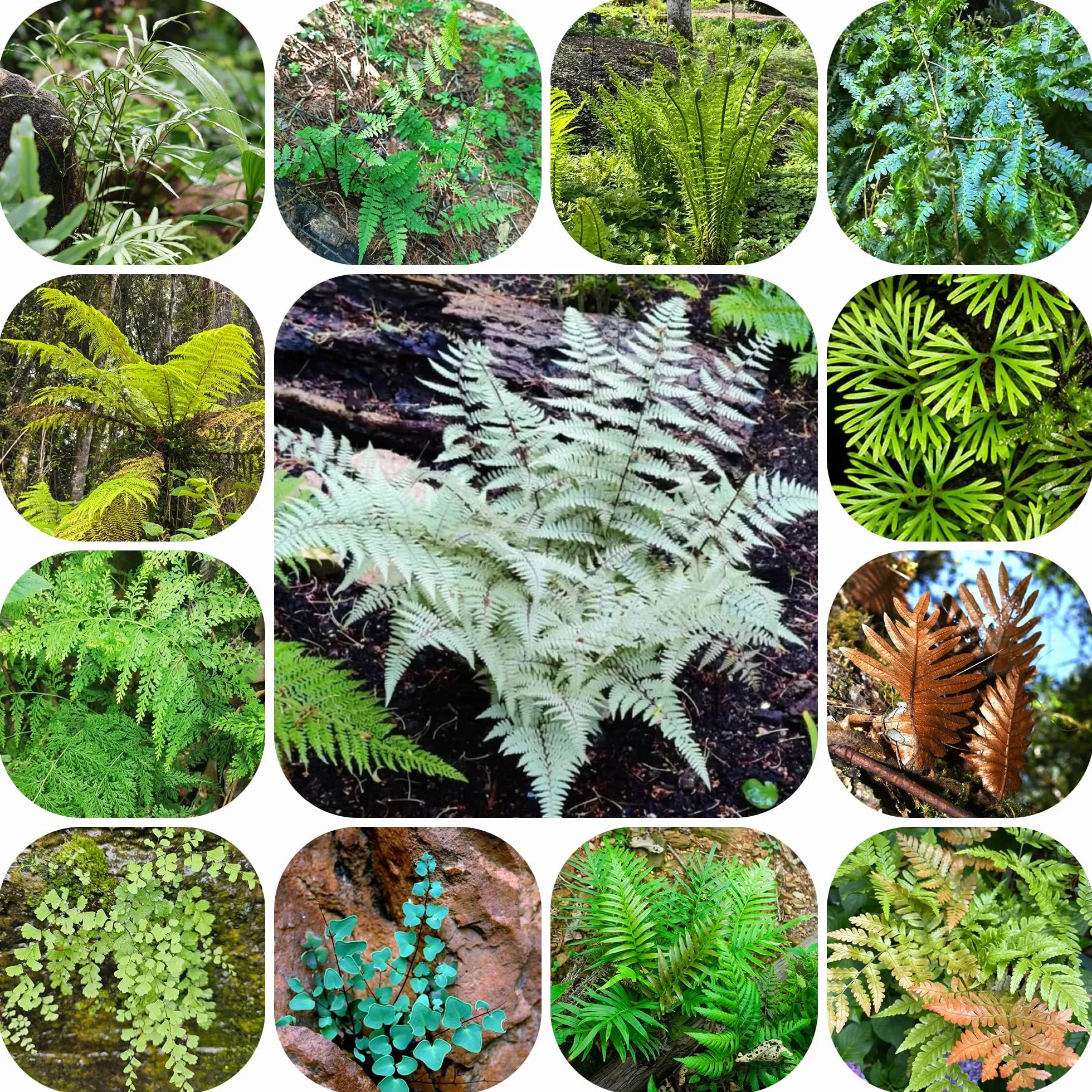 Helecho resistente semillas 400pcs para jardín