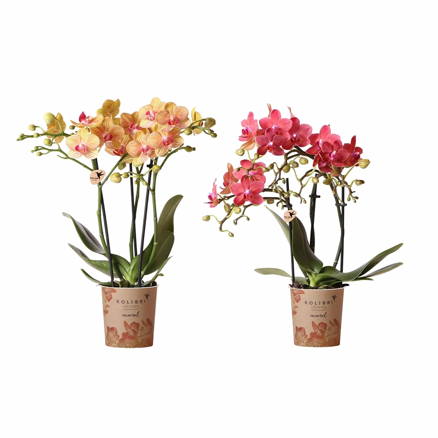 Duo de Orquídeas Alevilla Naturales: Plantas de Interior Características por sus Flores