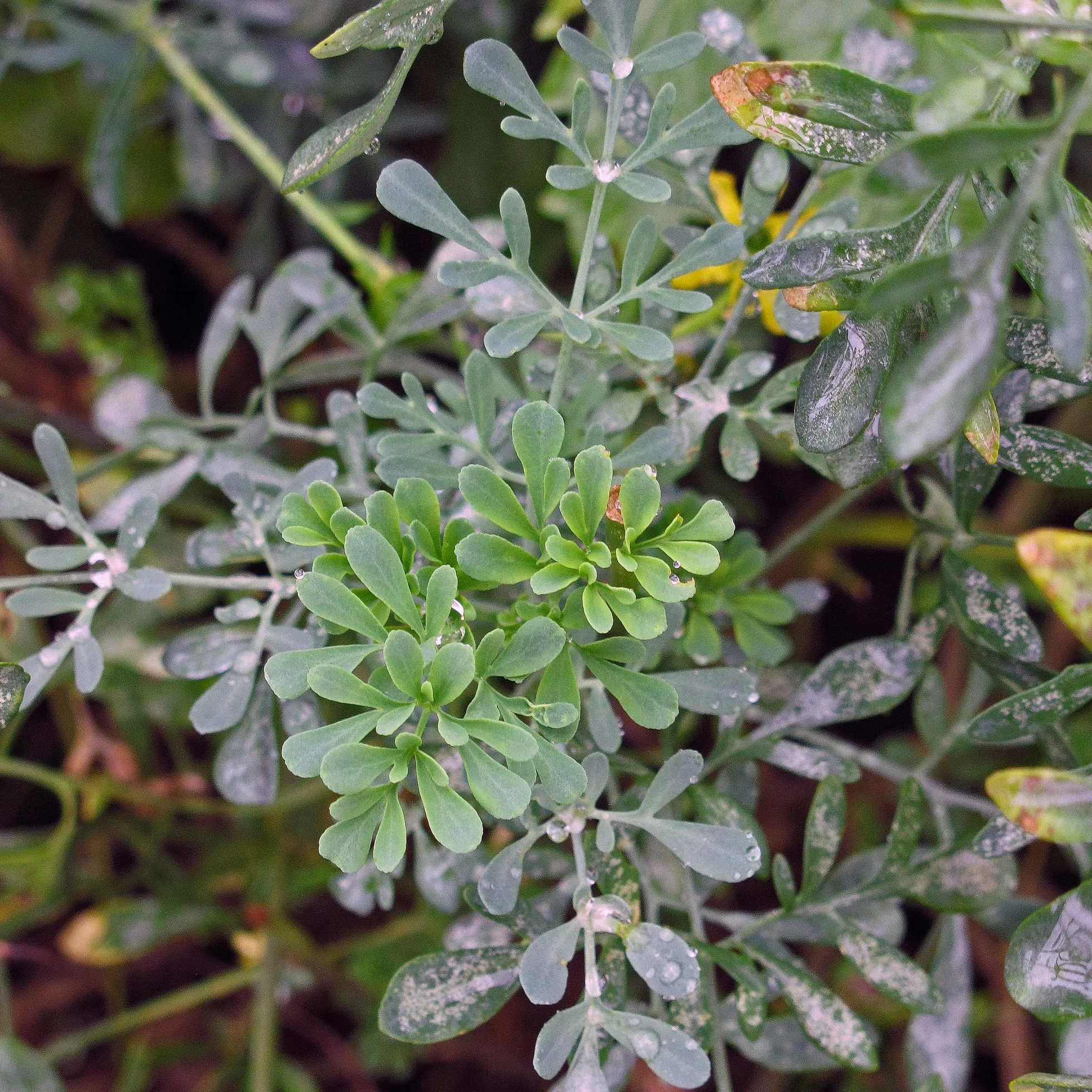 Ruda (Ruta graveolens) - 200 semillas
