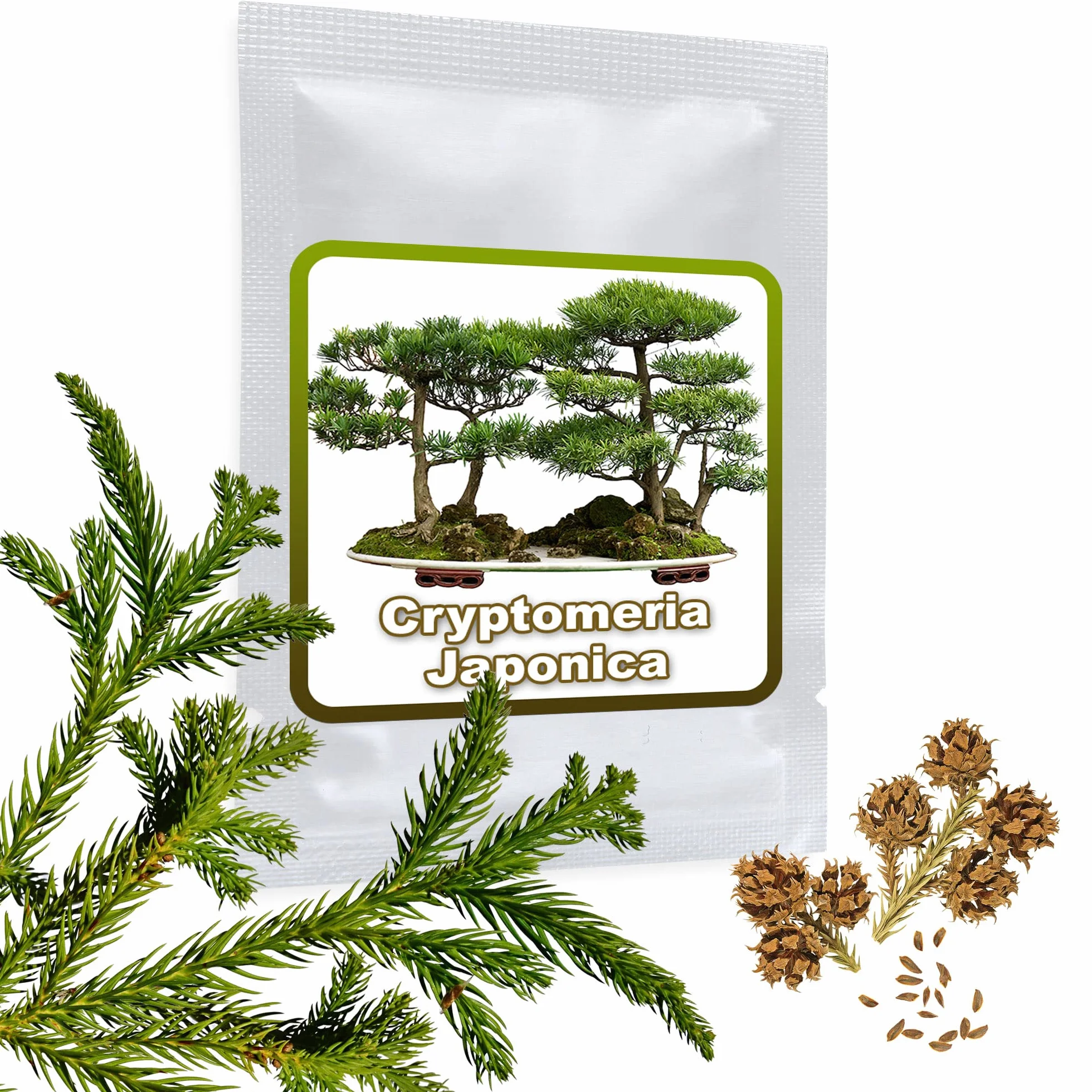 Semillas de Cedro Japonés Cryptomeria japonica - 25 Semillas de Bonsái Resistente