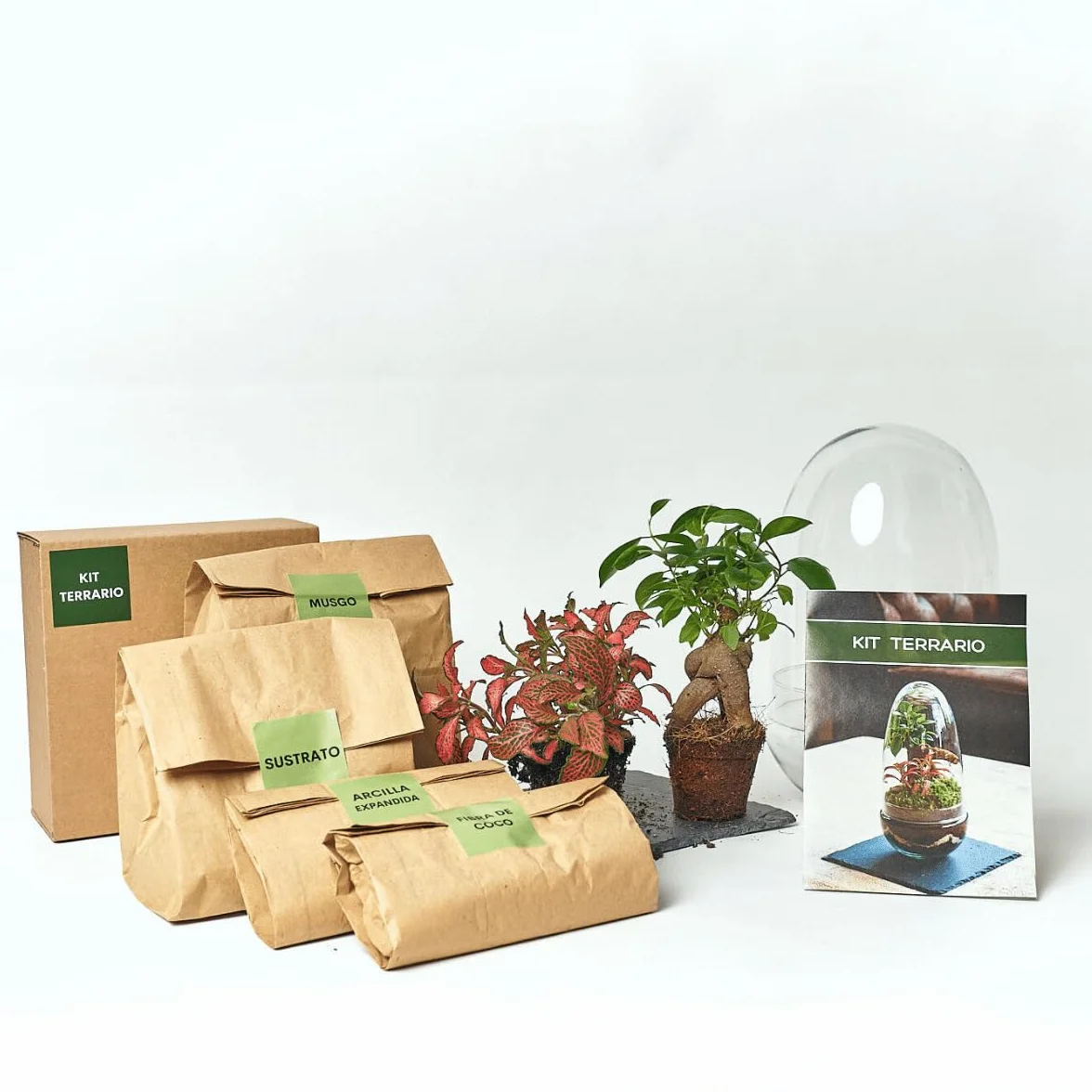 Kit Terrario Plantas Cristal Ficus Ginseng Fittonia Jardín Eterno Ecosistema Cerrado Mediano