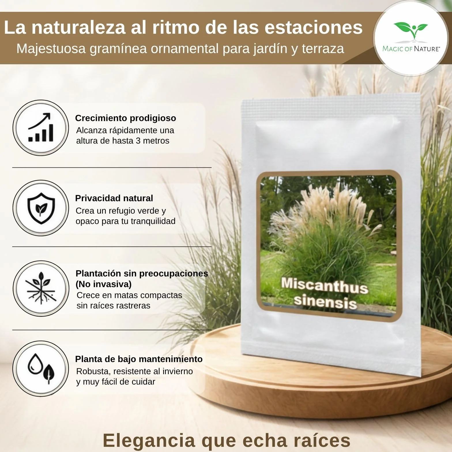 Miscanthus Gigante Semillas - Sinensis Pluma de Plata - Gramínea para Ocultación y Jardín - Aprox. 100 ud