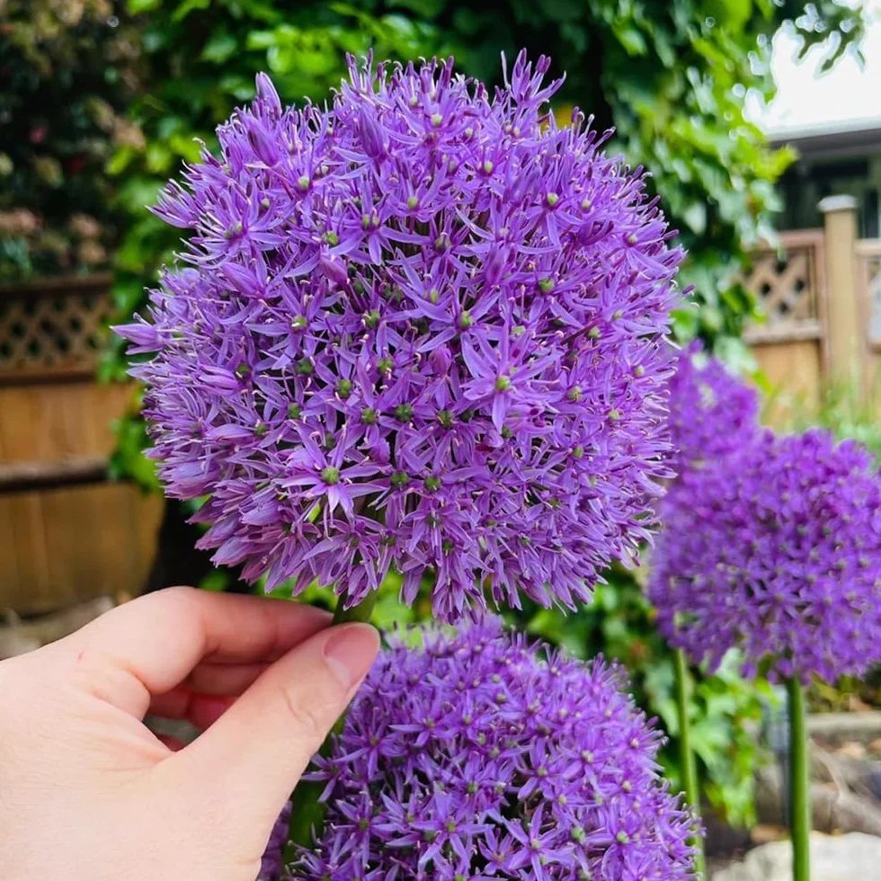 Bulbos de Allium giganteum ornamentales resistentes perennes 10 piezas