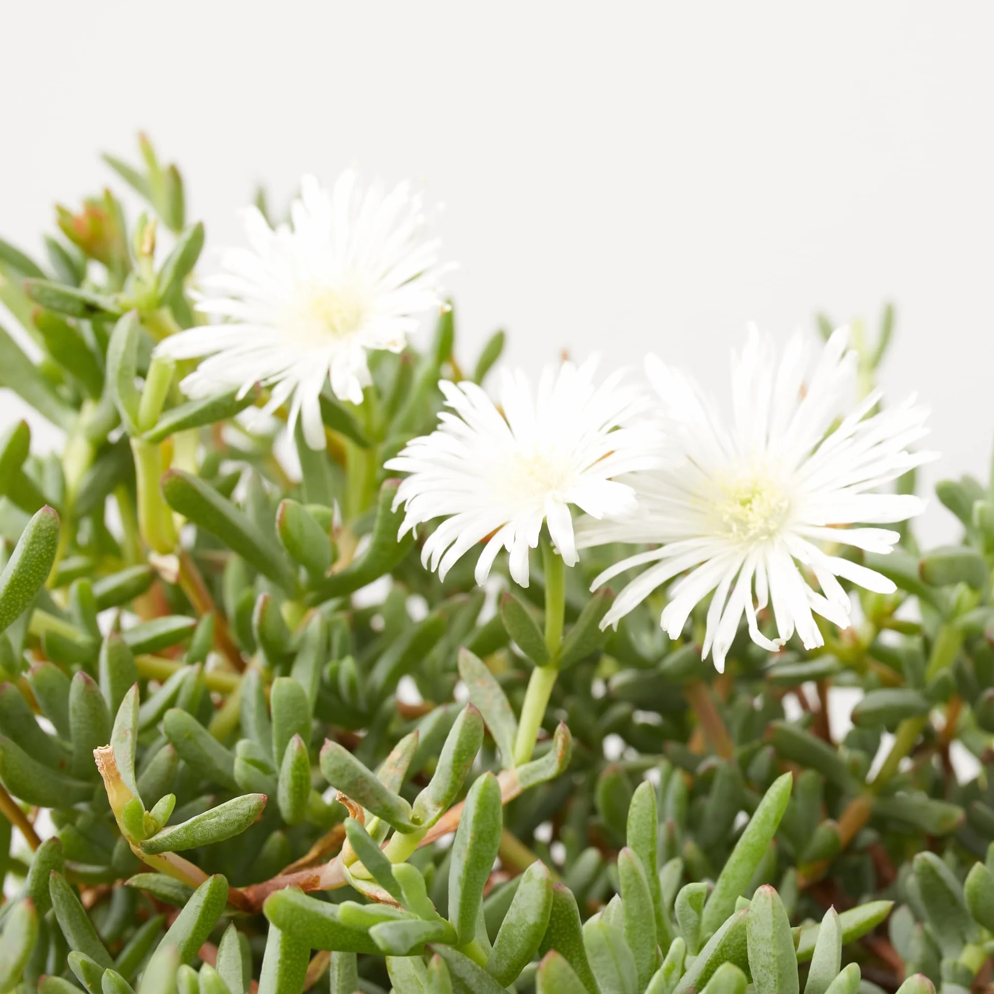 Verdecora Mesembryanthemum spp. Ø13cm Planta Interior Exterior Suculentas Flores Vistosas