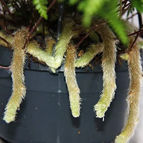 Humata Tyermannii Tarantula Fern 14cm Hanging Pot