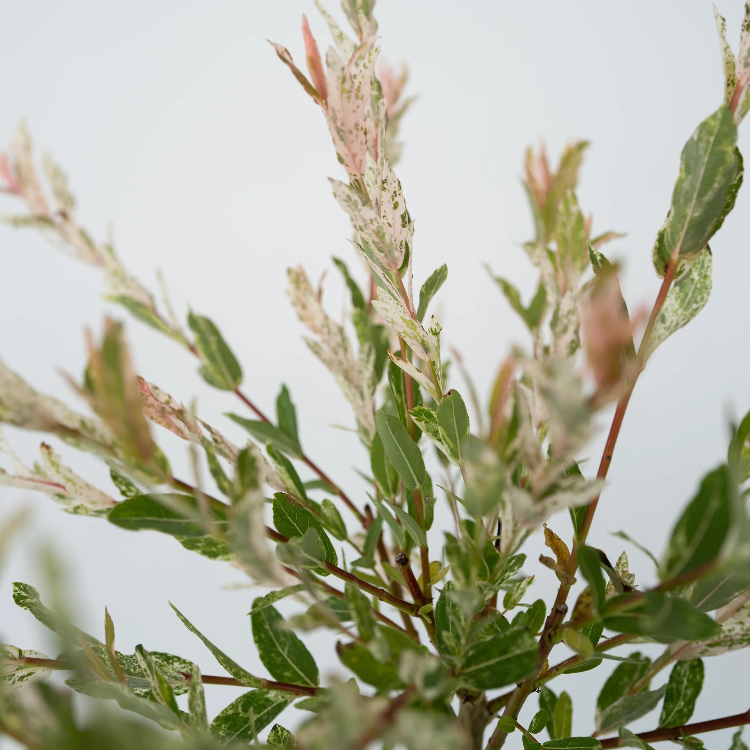 Salix integra Flamingo Set de 2 Planta de Jardín Sauce Arlequín Maceta 17cm Altura 60-80cm