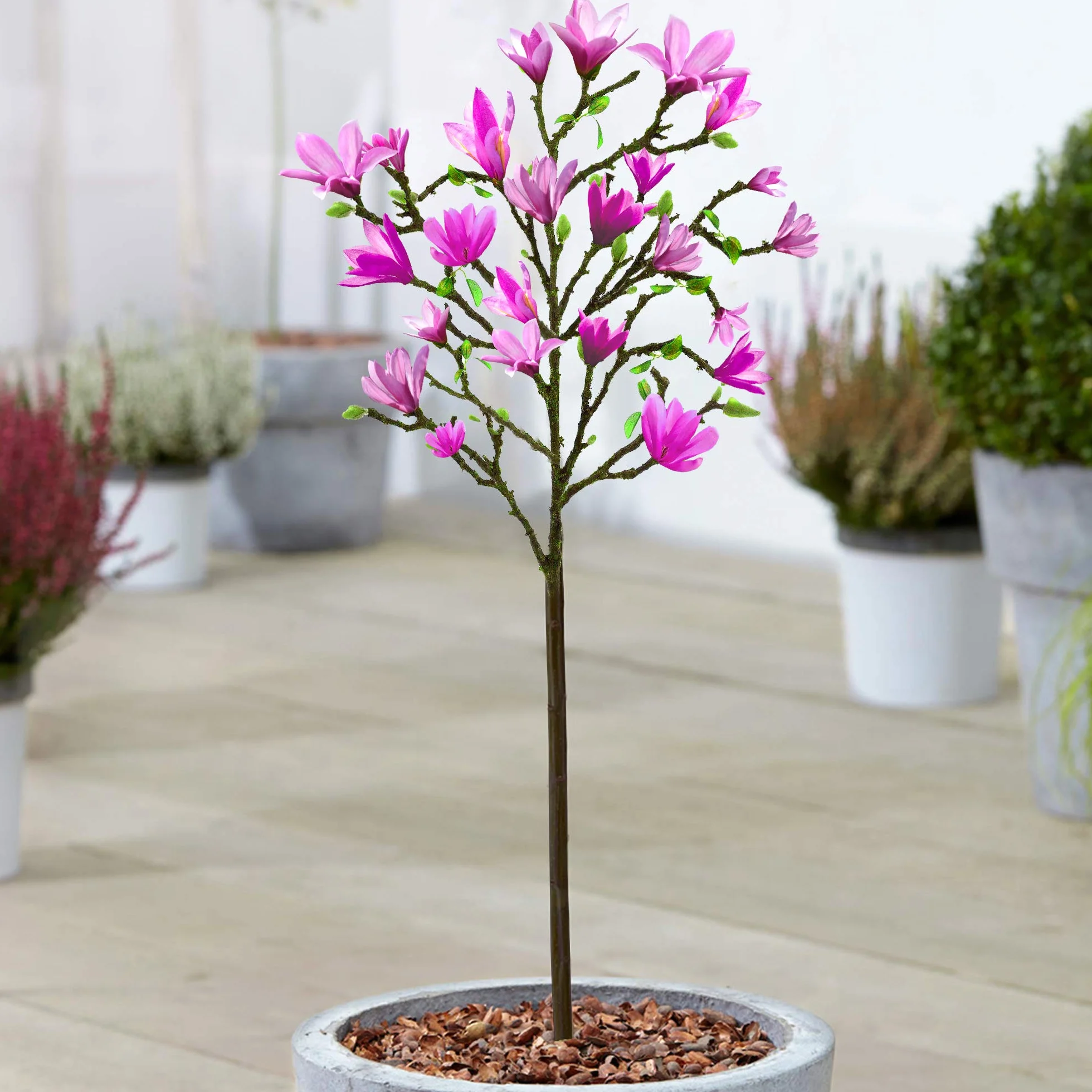 Árbol de Magnolia 'Susan' 2-3 pies para Jardines Pequeños