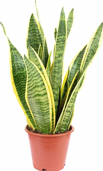 Sansevieria Trifasciata Natural Planta de Interior Resistente