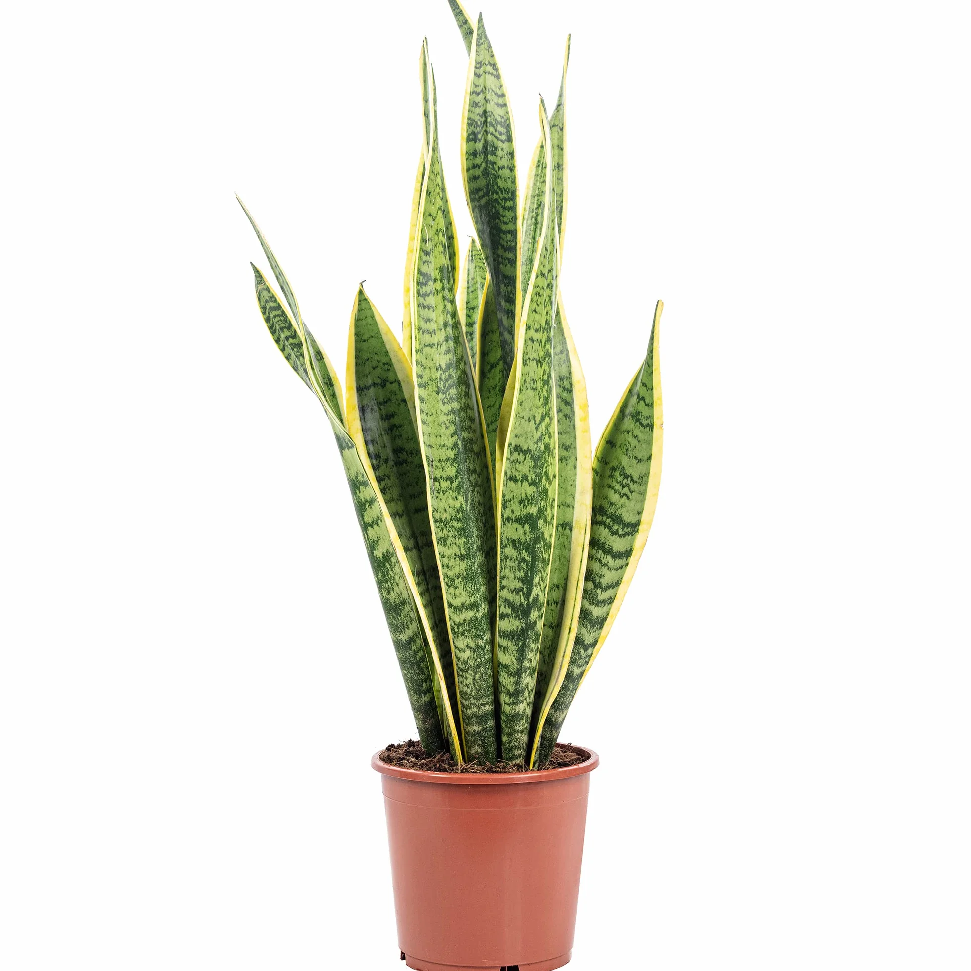 Sansevière Sansevieria trifasciata Laurentii planta interior 65 cm maceta Ø 17 cm