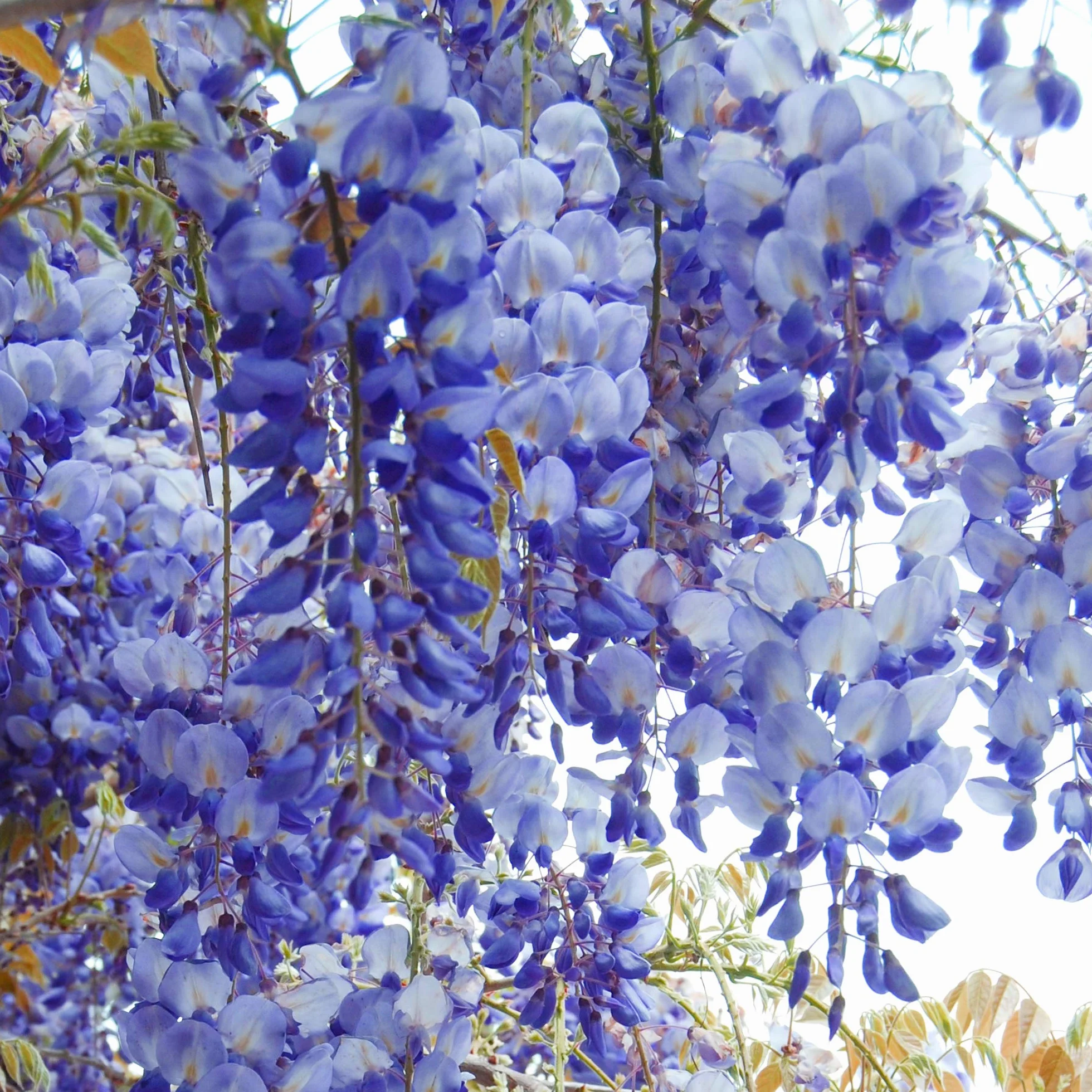 Glicinia china Arbusto trepador floración azul 2L 60-80cm