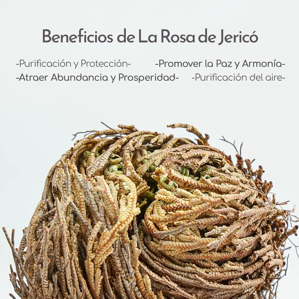 Rosa de Jericó Grande 3-4 Pulgadas, Planta Mística de Resurrección para Decoración y Meditación