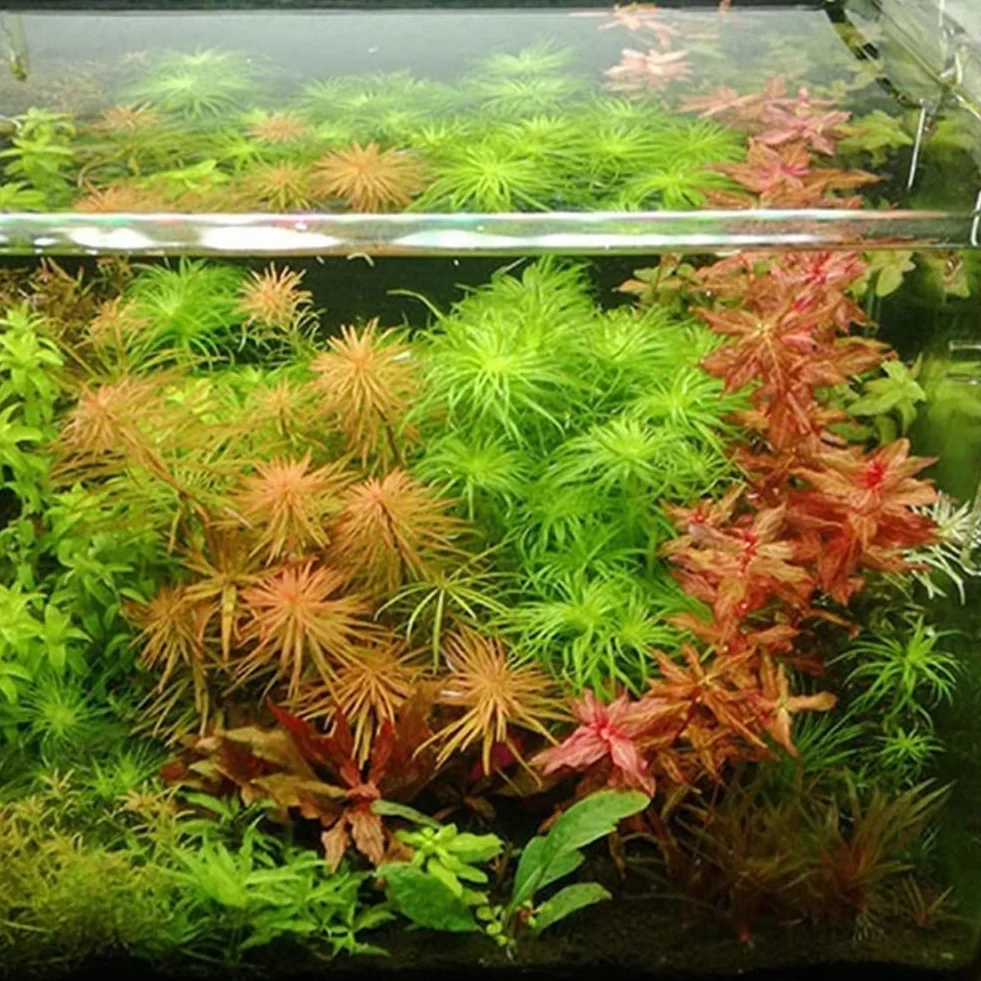 300/500 piezas semillas plantas agua raras musgo subacuático decoracion tallo hierba acuario