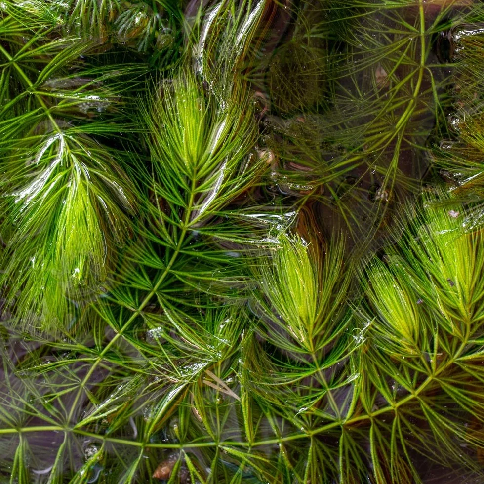 Ceratophyllum demersum Cola de zorro 2 litros planta oxigenante flotante para estanque resistente al invierno