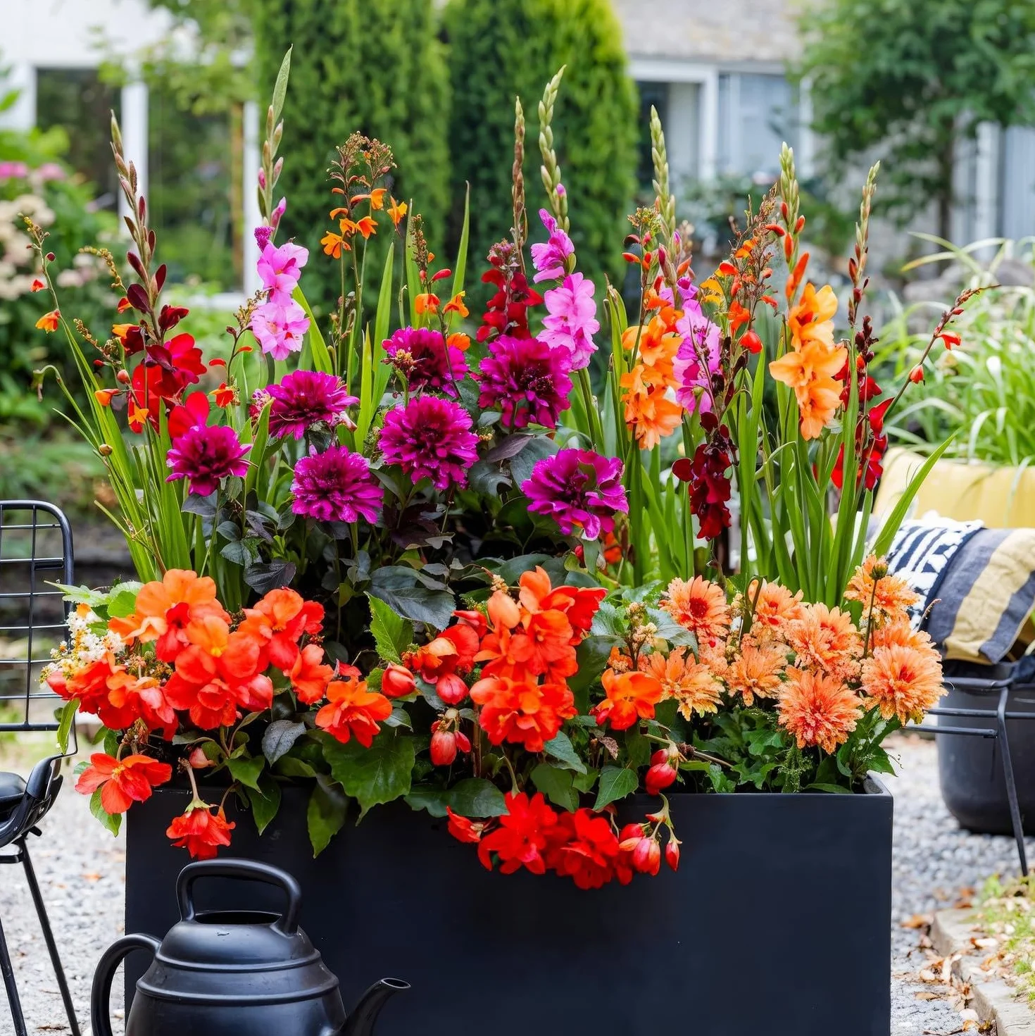 Bulbos de Flores de Verano Colorido 25 Piezas Gladiolos Dalias Begonias Crocosmia Holanda