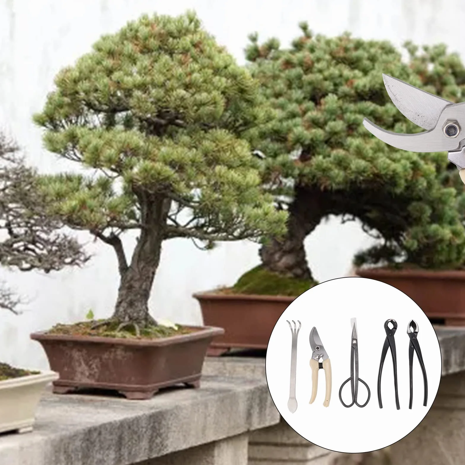 Juego de Herramientas para Bonsái de 5 Piezas, Kit de Herramientas para Principiantes de árboles de Jardinería, Kit de Cuidado para Principiantes de Bonsái que Incluye Tijeras para Bonsái, Tijeras de