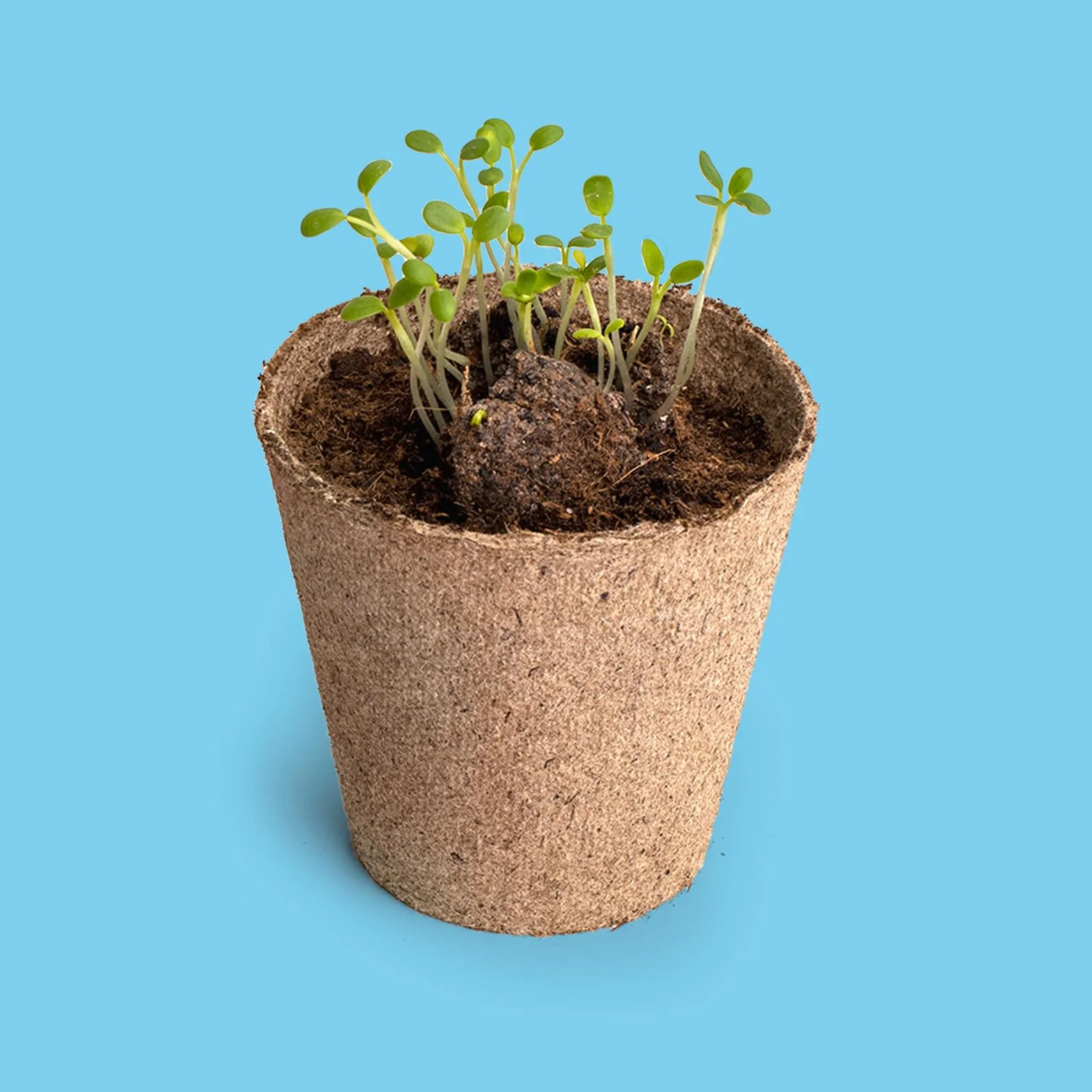 Kit de Cultivo de Flores Melíferas Bomba de Semillas para Polinizadores Regalo Educativo