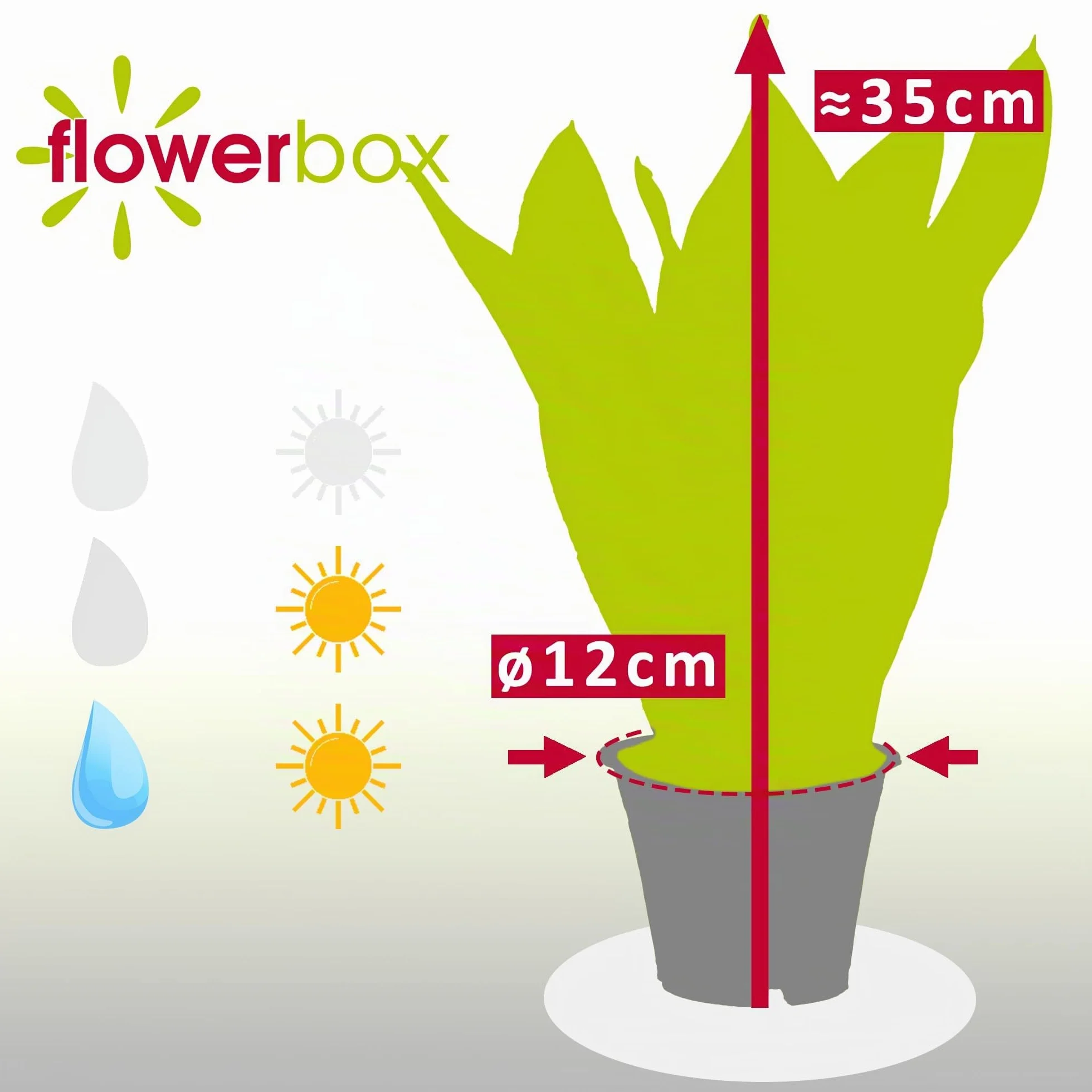 Sansevieria trifasciata Laurentii Espada de San Jorge planta interior 35 cm maceta 12 cm