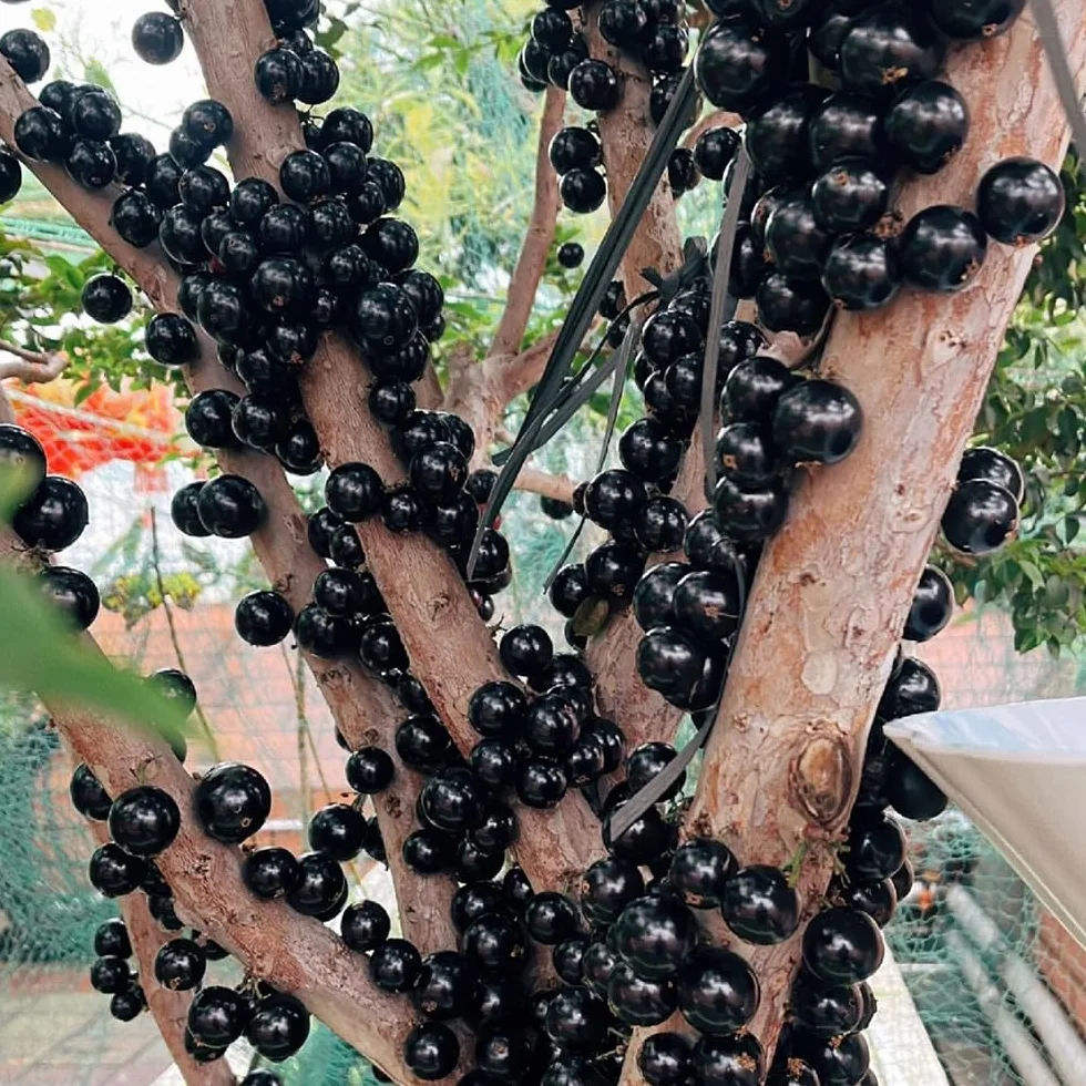 Semillas de Jabuticaba, Plinia cauliflora, 60pcs