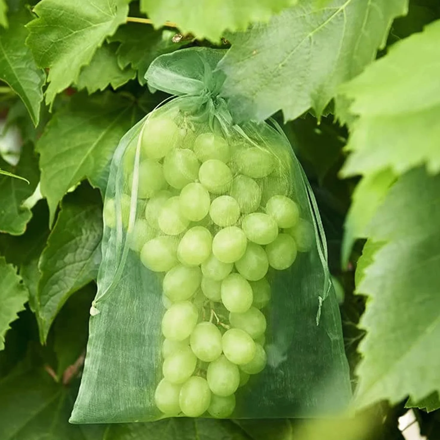 Bolsas para Proteger Uvas 20 x 30 cm, 100 Piezas