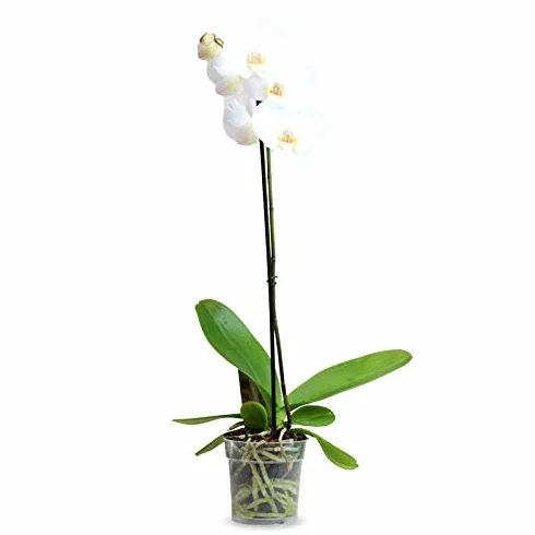 Orquidea Phalaenopsis maceta 12cm 1 tallo surtido variado