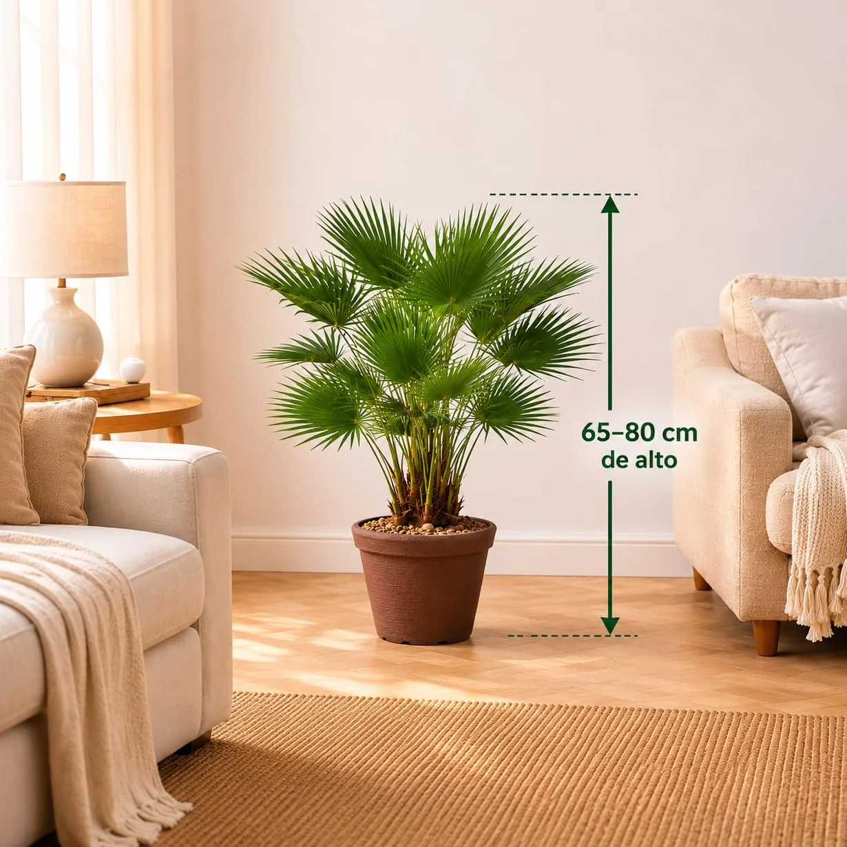 Chamaerops Humilis Palmito Palmera Enana 65-80 cm Maceta Gratis Planta Natural Resistente Interior Exterior Fácil Cuidado Ornamental Mediterránea