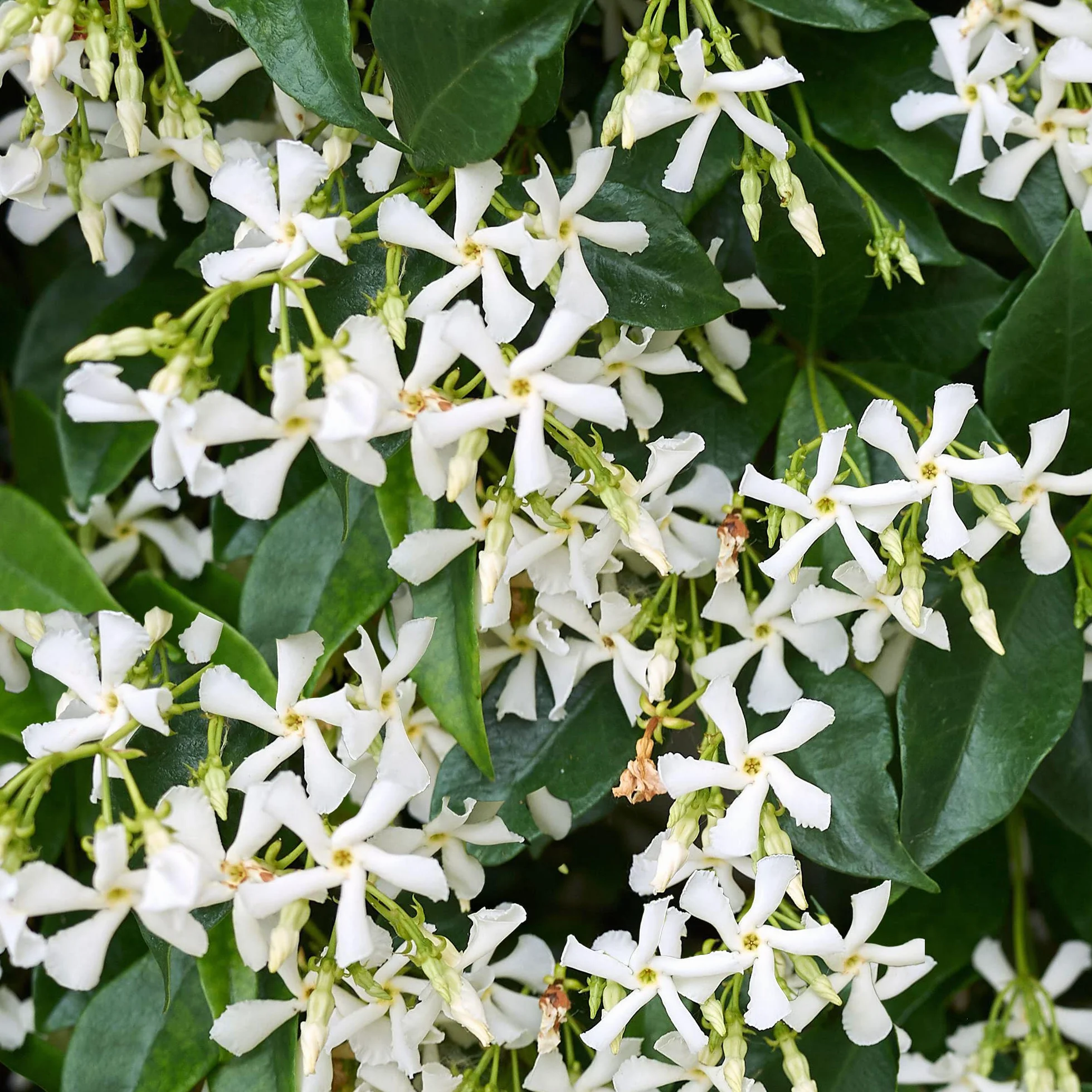 Trachelospermum Jasminoides Planta Trepadora Exterior Jazmín Estrella 9cm