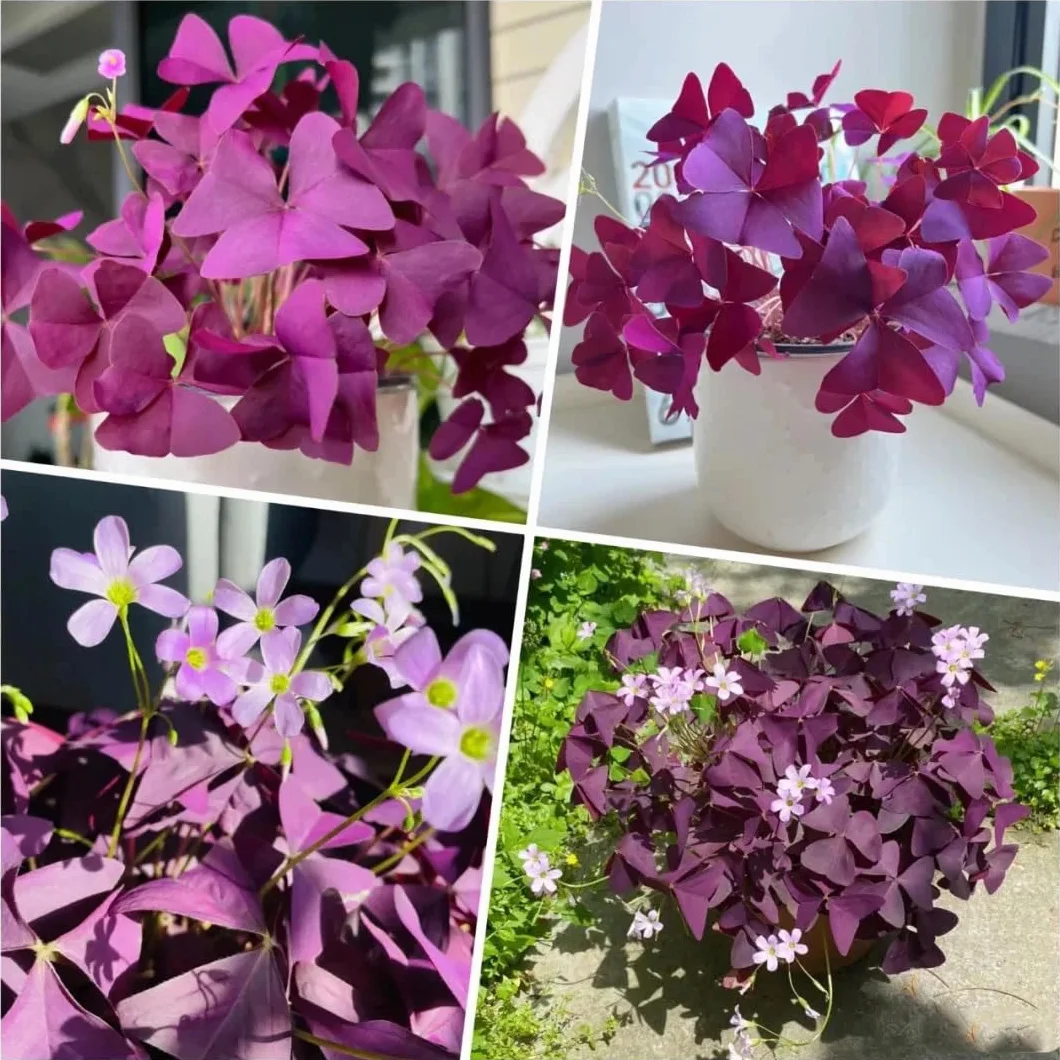 Bulbos Oxalis Triangularis Morados para Plantar, 20 Piezas, Crecen en Interior o Exterior