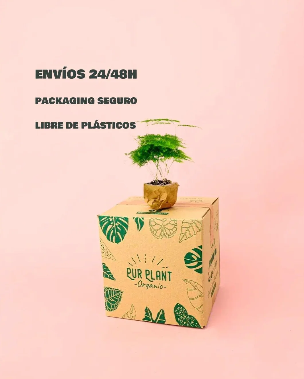 Planta Natural Asparagus Plumosus Mini Ø5 cm Purificadora Interior Resistente