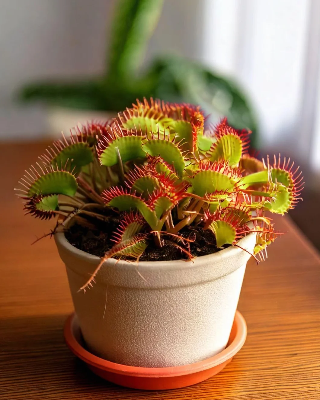 PUR PLANT Dionaea Mini Venus Atrapamoscas Planta Carnívora Maceta 11 cm Original