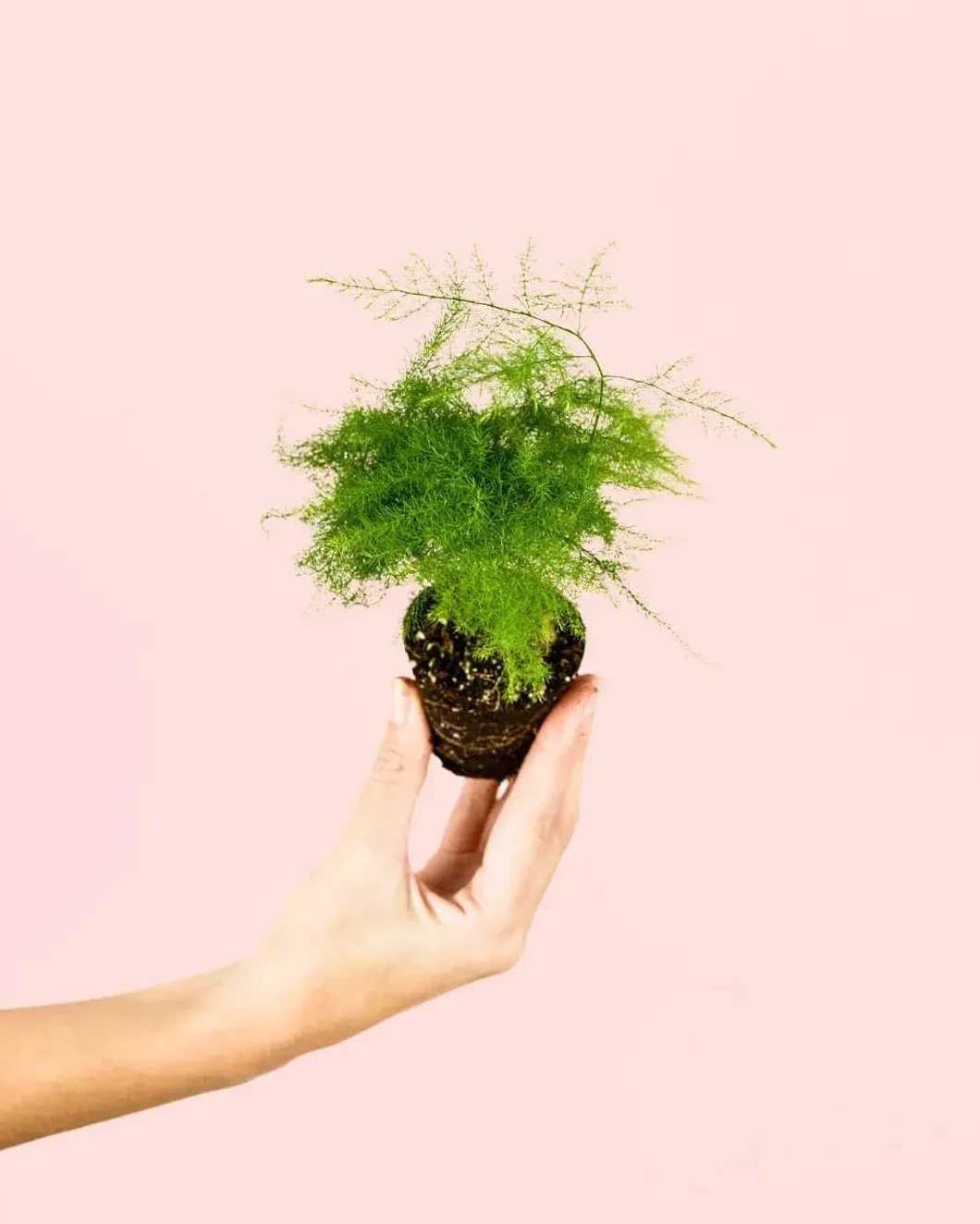 Planta Natural Asparagus Plumosus Mini Ø5 cm Purificadora Interior Resistente