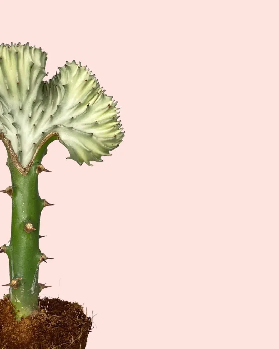 Euphorbia Lactea Planta Natural Interior Escultural Suculenta Decorativa Cactus Maceta Ø10,5 cm