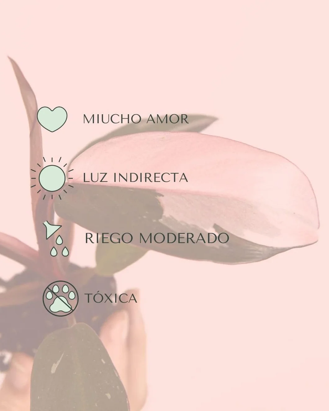 Philodendron Pink Princess Planta Natural Interior Tropical Hojas Variegadas Rosa Verde Oscuro Maceta Ø5 cm