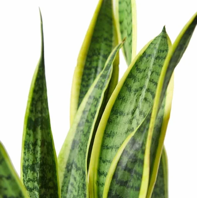 Sansevieria Trifasciata Laurentii | DECOALIVE | Planta de Interior Natural | Lengua de Suegra Planta Espada