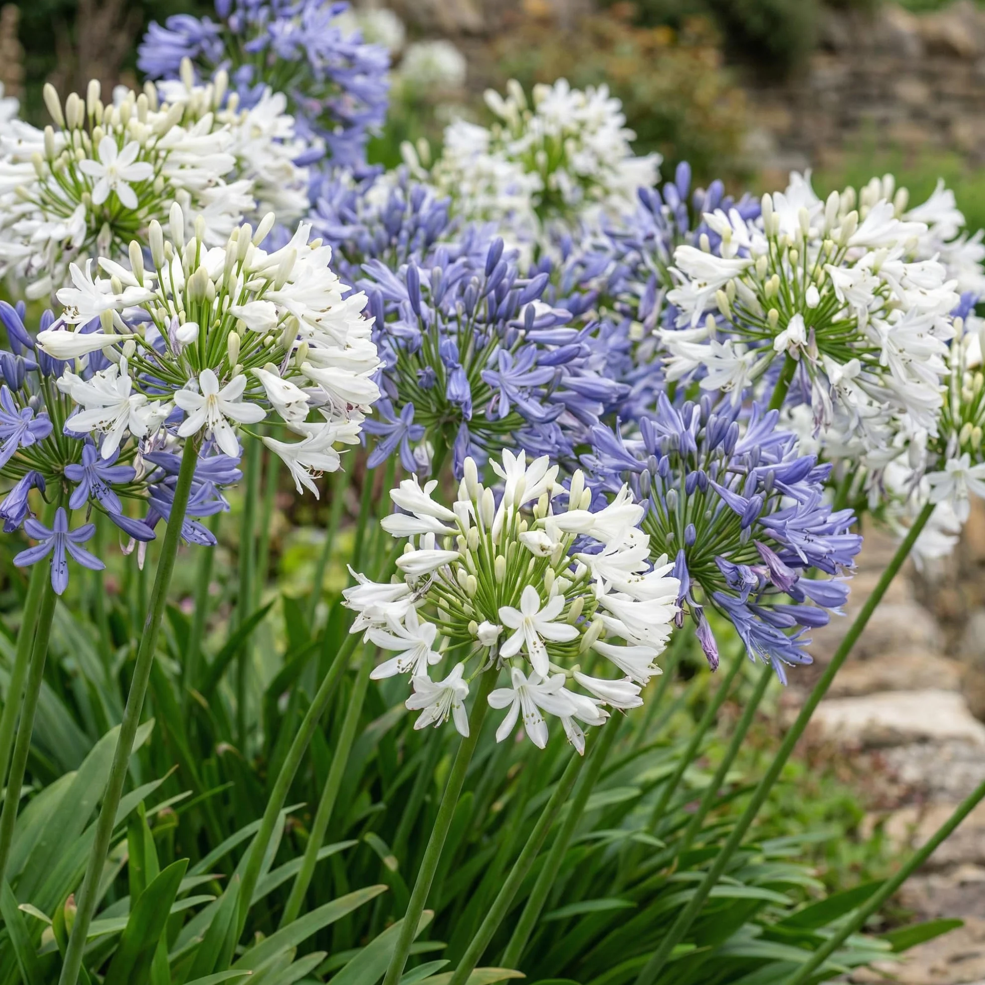 Agapanthus Africanus Azul y Blanco Torbellino - 4 Plantas - Plantas Naturales Exterior de Holanda - Resistentes - Decoracion Jardin y Balcón
