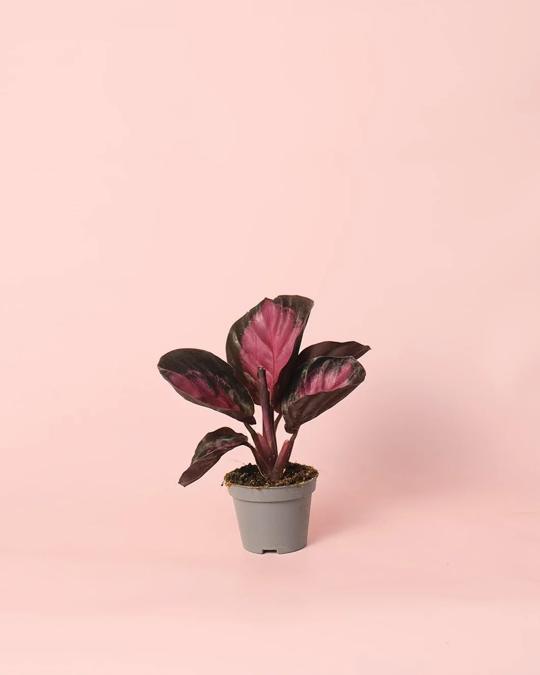 Calathea Roseopicta Rosy Dottie Mini Pet Friendly Planta Interior Maceta Ø6 cm