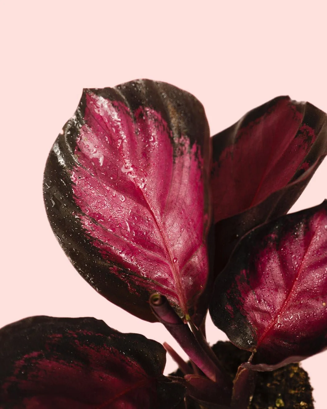 Calathea Roseopicta Rosy Dottie Mini Pet Friendly Planta Interior Maceta Ø6 cm