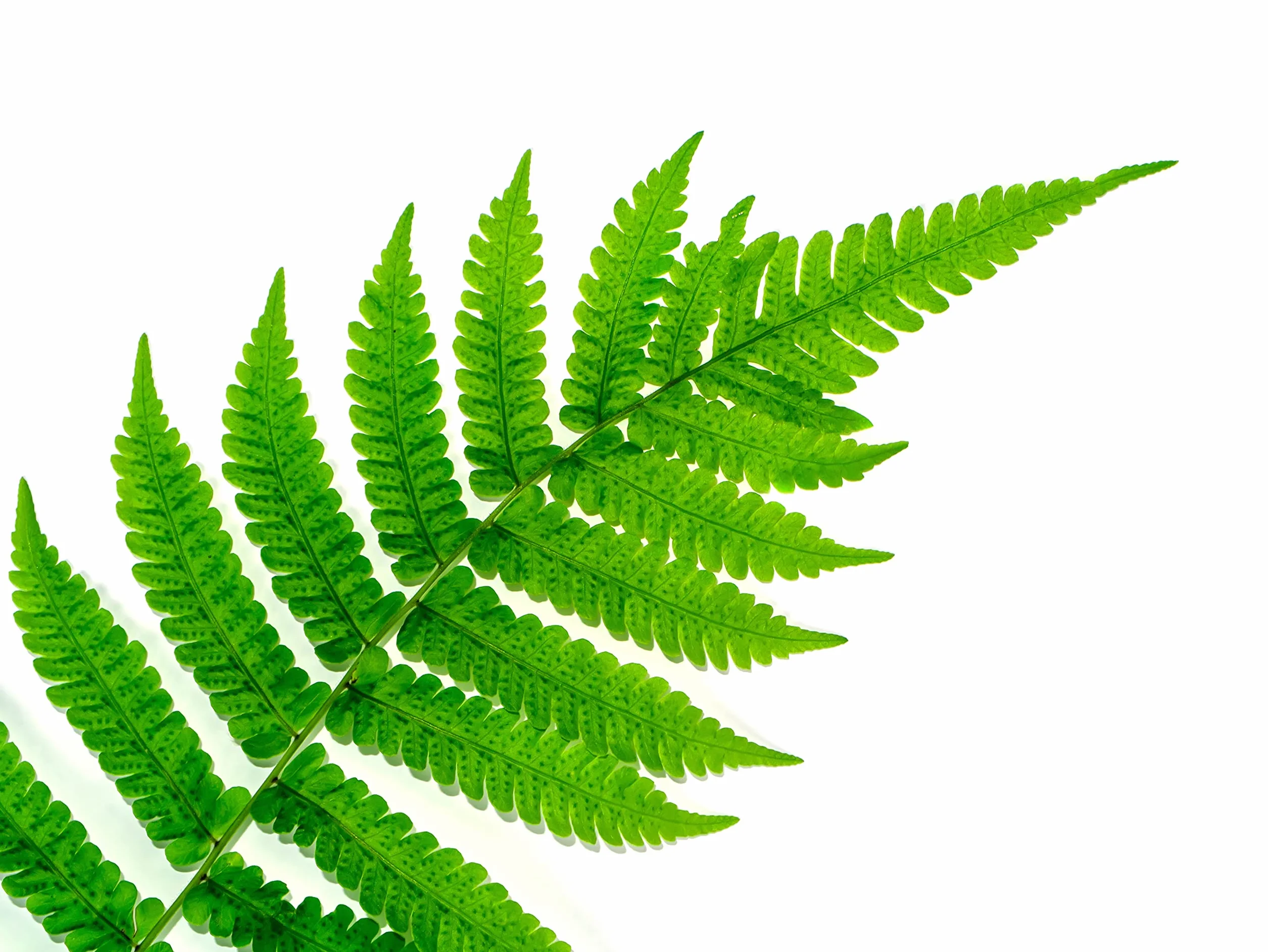 Verdecora Helecho Exterior maceta 3L Hojas Frondosas
