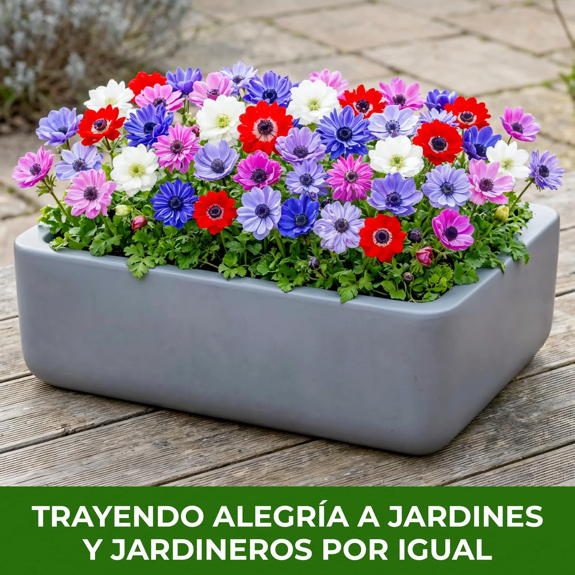 Bulbos de Anémona de Caen 50 Piezas - Flores Perennes Resistentes al Invierno para Macetas y Jardines