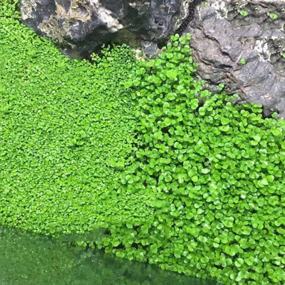 Haloppe Semillas de plantas de acuario para pecera decoración de hierba de agua planta de primer plano jardín