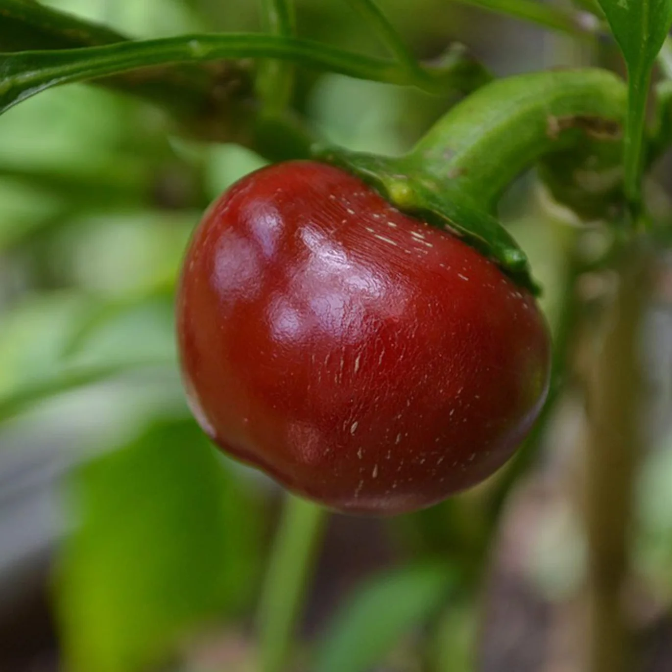 Chili Seed Set 12 Variedades de Semillas de Chile Picante a Suave Premium Naturales Fácil de Cultivar Jardín Balcón