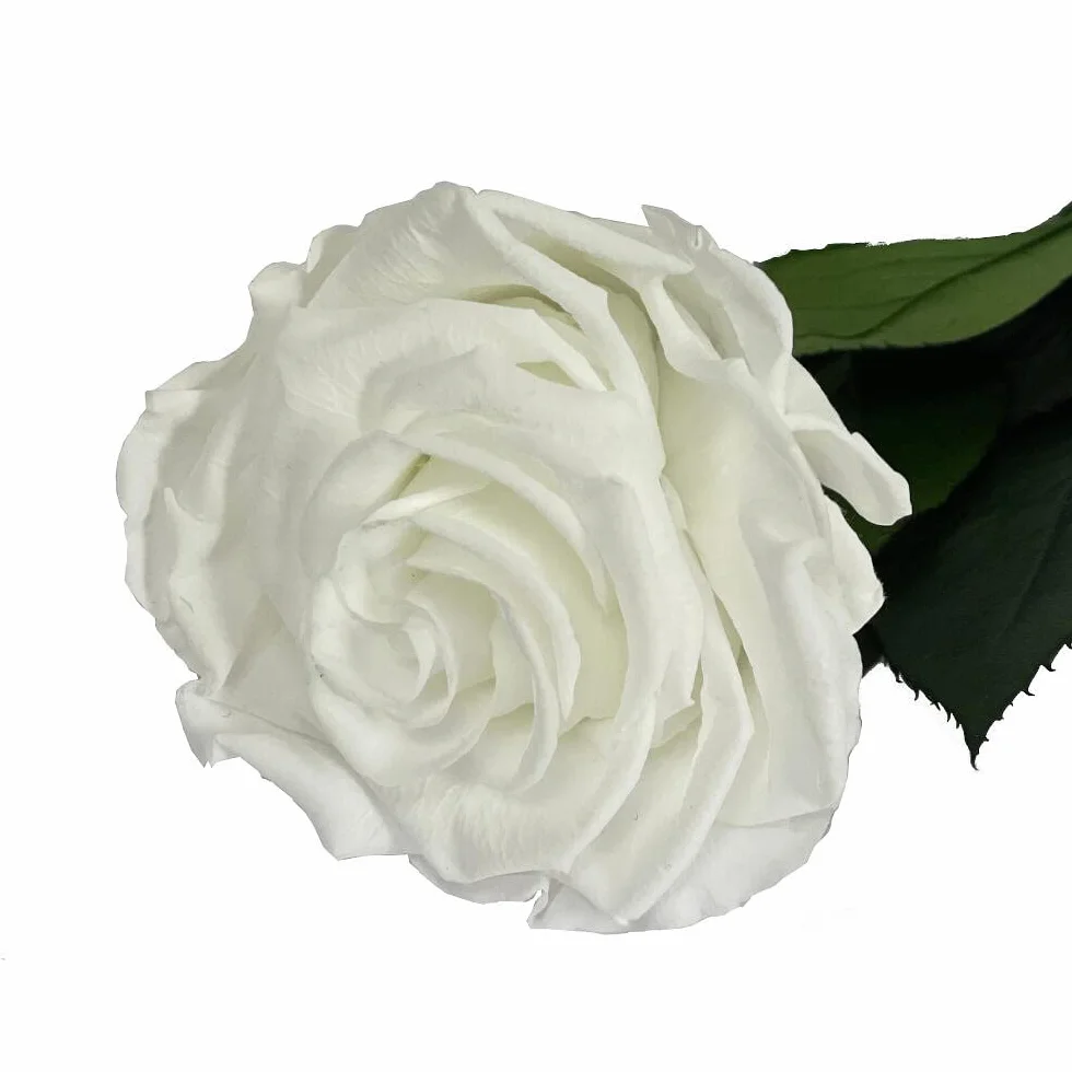 Róża Wieczna Preservada 35cm Biała