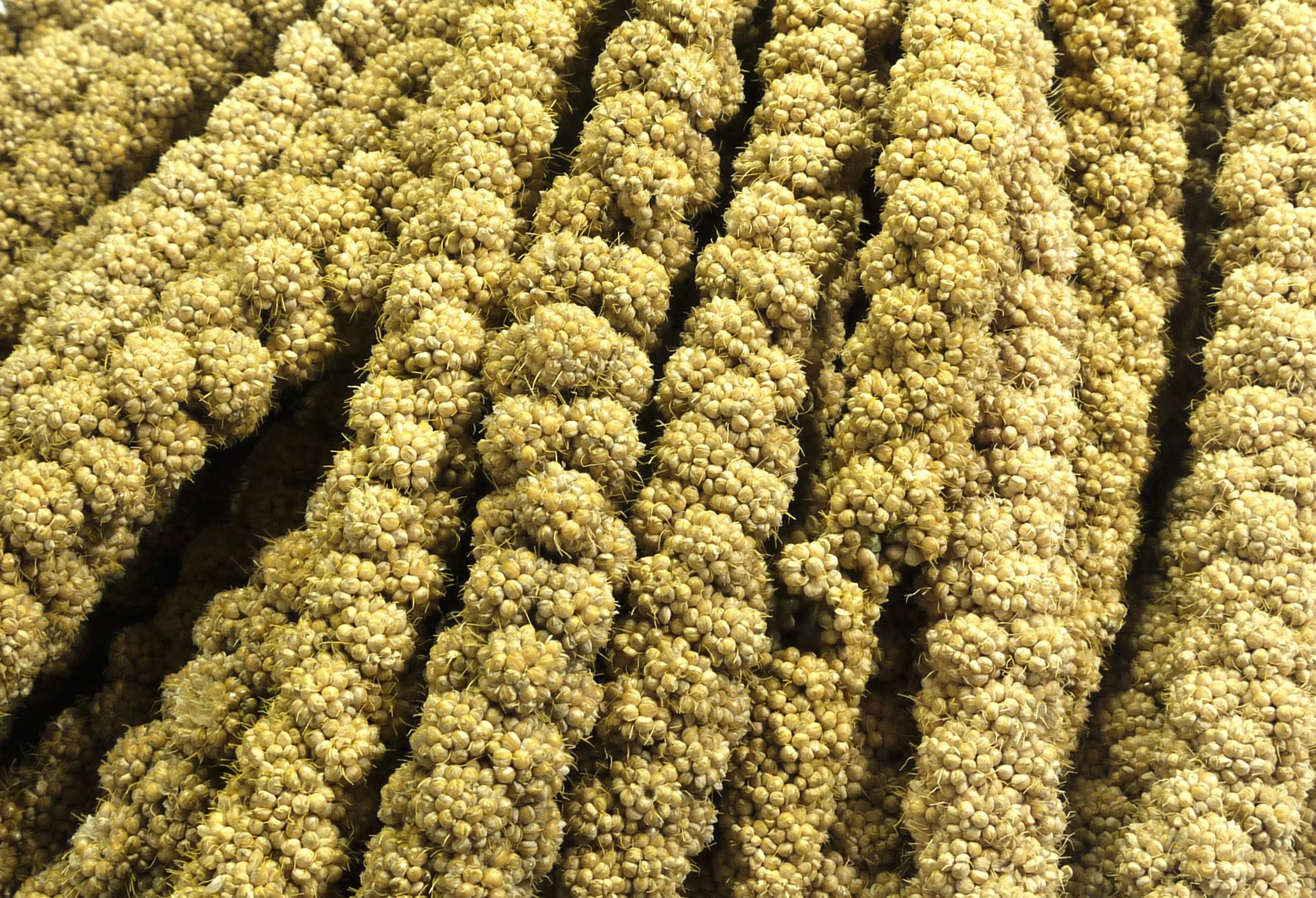 Britten & James® Granos de mijo 10 pulgadas 1 kg