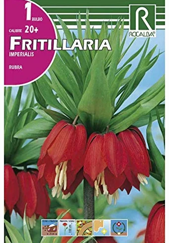 Bulbo de Fritillaria Imperialis Rubra Rojo
