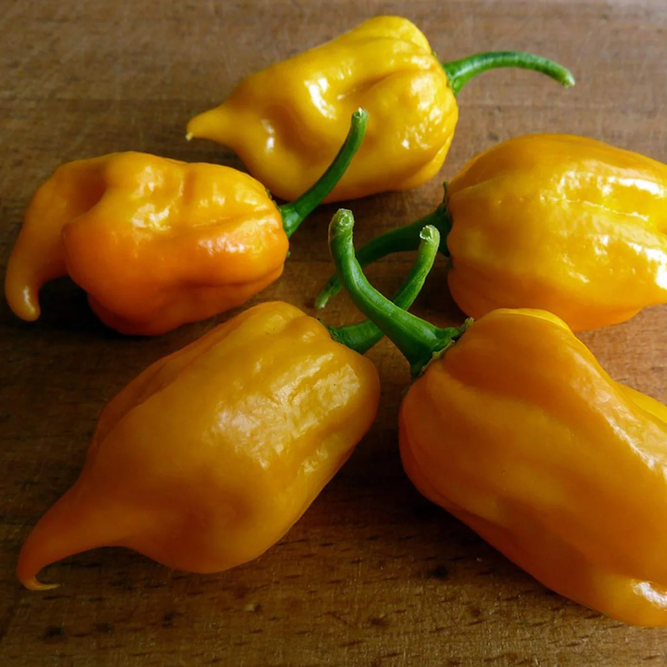 Chili Seed Set 12 Variedades de Semillas de Chile Picante a Suave Premium Naturales Fácil de Cultivar Jardín Balcón