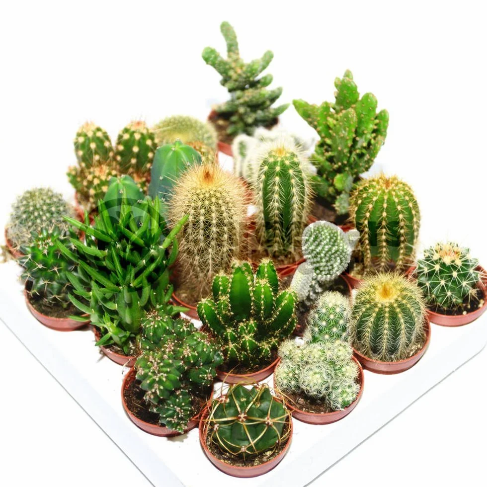 Cactus Mixtos 20 Plantas Planta de Interior Viva en Maceta