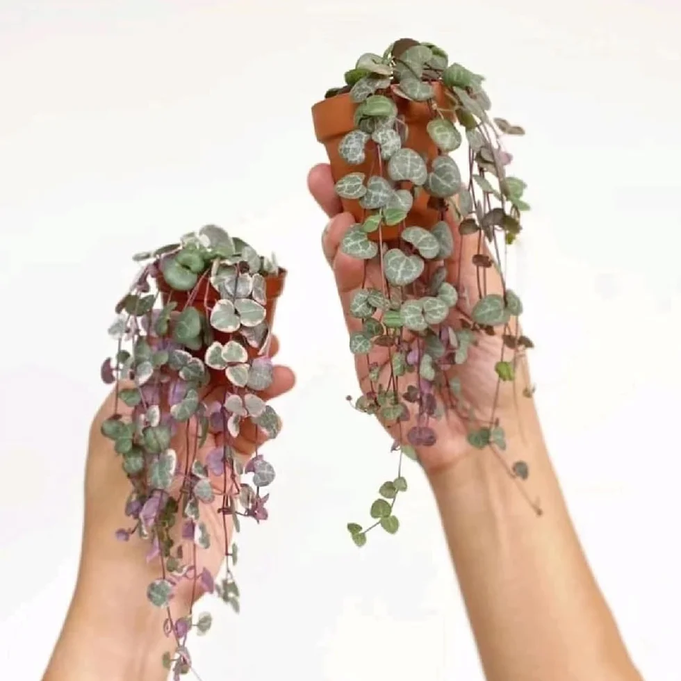 Ceropegia Woodii Semillas 30 Piezas - Suculentas Plantas Reales para Jardín Exterior